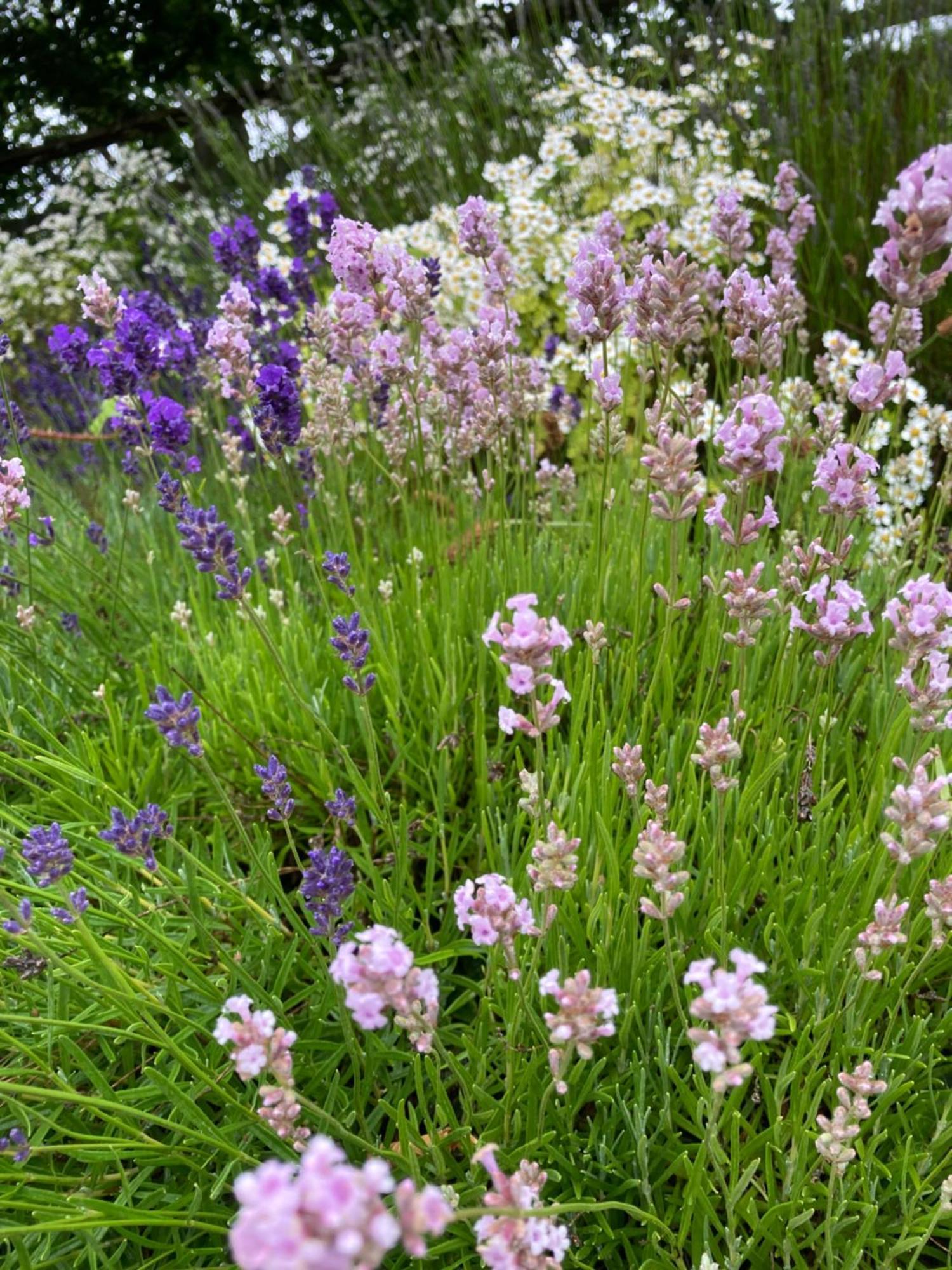 גלוסטר Lavender Cottage מראה חיצוני תמונה